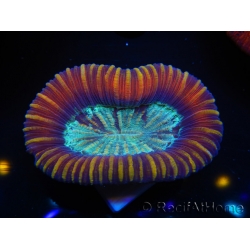 WYSIWYG Trachyphyllia geoffreyi D3 (4 cm)