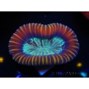 WYSIWYG Trachyphyllia geoffreyi D3 (4 cm)