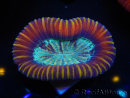 WYSIWYG Trachyphyllia geoffreyi D3 (4 cm)