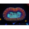 WYSIWYG Trachyphyllia geoffreyi D3 (4 cm)