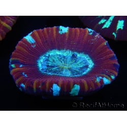 WYSIWYG Trachyphyllia geoffroyi D4 (3.5 cm)