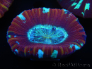 WYSIWYG Trachyphyllia geoffroyi D4 (3.5 cm)