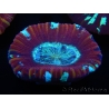 WYSIWYG Trachyphyllia geoffroyi D4 (3.5 cm)