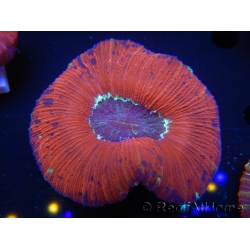 WYSIWYG Trachyphyllia geoffroyi D6 (5.5 cm)