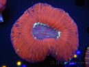 WYSIWYG Trachyphyllia geoffroyi D6 (5.5 cm)