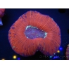 WYSIWYG Trachyphyllia geoffroyi D6 (5.5 cm)