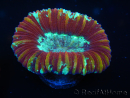 WYSIWYG Trachyphyllia geoffroyi F1 (8 cm)