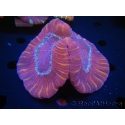 WYSIWYG Trachyphyllia geoffroyi F3 (5.5 cm)
