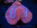 WYSIWYG Trachyphyllia geoffroyi F3 (5.5 cm)