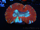 WYSIWYG Trachyphyllia geoffroyi I1 (7.5 cm)