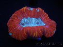 WYSIWYG Trachyphyllia geoffroyi I2 (7.5 cm)