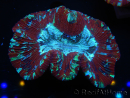 WYSIWYG Trachyphyllia geoffroyi I3 (7.5 cm)