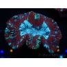 WYSIWYG Trachyphyllia geoffroyi I3 (7.5 cm)