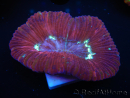 WYSIWYG Trachyphyllia geoffroyi I4 (7.5 cm)