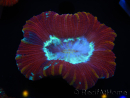 WYSIWYG Trachyphyllia geoffroyi I5 (7.5 cm)