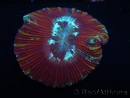 WYSIWYG Trachyphyllia geoffroyi J1 (7.5 cm)