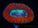 WYSIWYG Trachyphyllia geoffroyi J2 (7.5 cm)