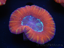WYSIWYG Trachyphyllia geoffroyi J3 (7.5 cm)