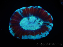 WYSIWYG Trachyphyllia geoffroyi J4 (7.5 cm)