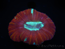 WYSIWYG Trachyphyllia geoffroyi J5 (7.5 cm)