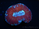 WYSIWYG Trachyphyllia geoffroyi K1 (7.5 cm)