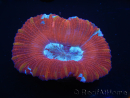 WYSIWYG Trachyphyllia geoffroyi K2 (7.5 cm)