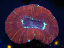 WYSIWYG Trachyphyllia geoffroyi K3 (7.5 cm)