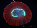 WYSIWYG Trachyphyllia geoffroyi K4 (7.5 cm)