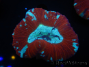 WYSIWYG Trachyphyllia geoffroyi K5 (7.5 cm)