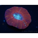 WYSIWYG Trachyphyllia geoffroyi L1 (7.5 cm)