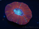 WYSIWYG Trachyphyllia geoffroyi L1 (7.5 cm)