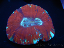 WYSIWYG Trachyphyllia geoffroyi L2 (7.5 cm)