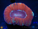 WYSIWYG Trachyphyllia geoffroyi L3 (7.5 cm)