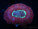 WYSIWYG Trachyphyllia geoffroyi L4 (7.5 cm)