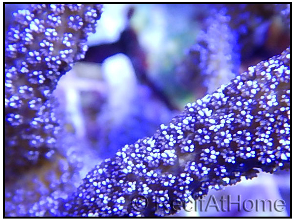 Montipora digitata polypes violet