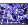 Montipora digitata polypes violet