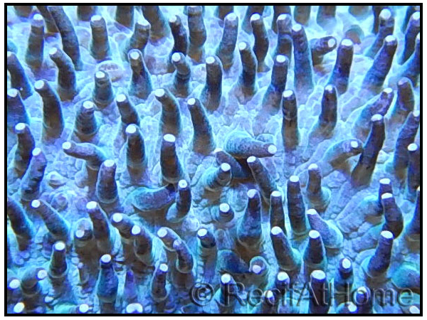 Herpolita limax