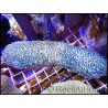Herpolita limax