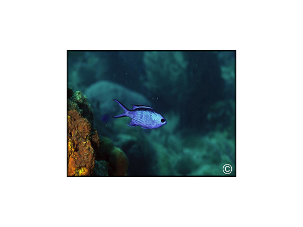Chromis cyanea