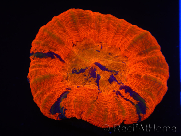 WYSIWYG Homophyllia australis (ex Scolymia) Warpaint 23 (3.5 cm)