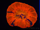WYSIWYG Homophyllia australis (ex Scolymia) Warpaint 23 (3.5 cm)