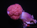 Scleronephthya sp.
