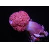 Scleronephthya sp.