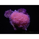 WYSIWYG Scleronephthya sp 1