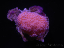 WYSIWYG Scleronephthya sp 1