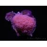 WYSIWYG Scleronephthya sp 1