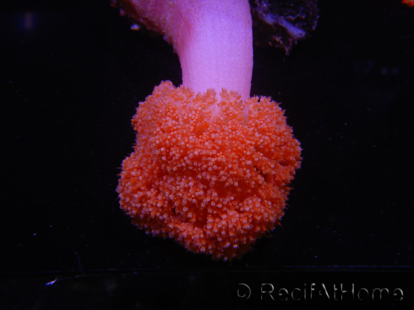 WYSIWYG Scleronephthya sp 2