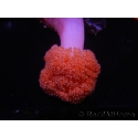 WYSIWYG Scleronephthya sp 2