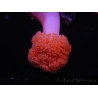 WYSIWYG Scleronephthya sp 2