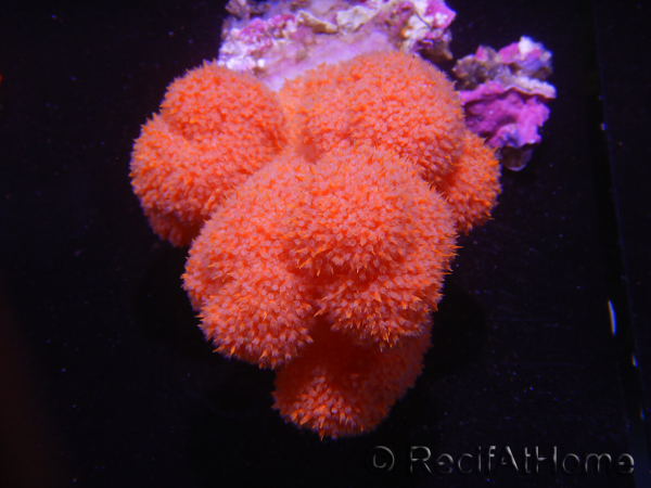 WYSIWYG Scleronephthya sp 3